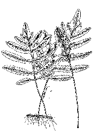 drawing of onoclea sensibilis plant parts